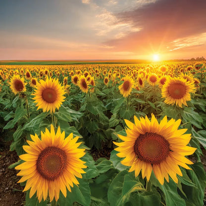 sunflower-path
