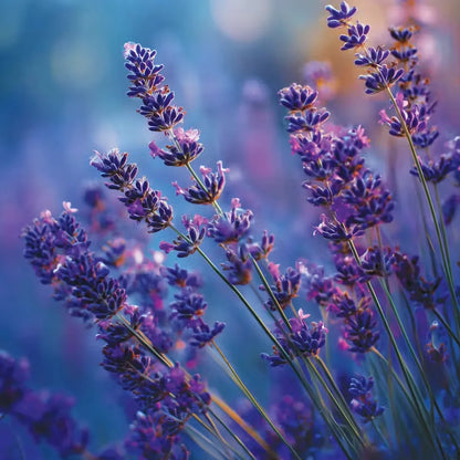 lavender-dusk-