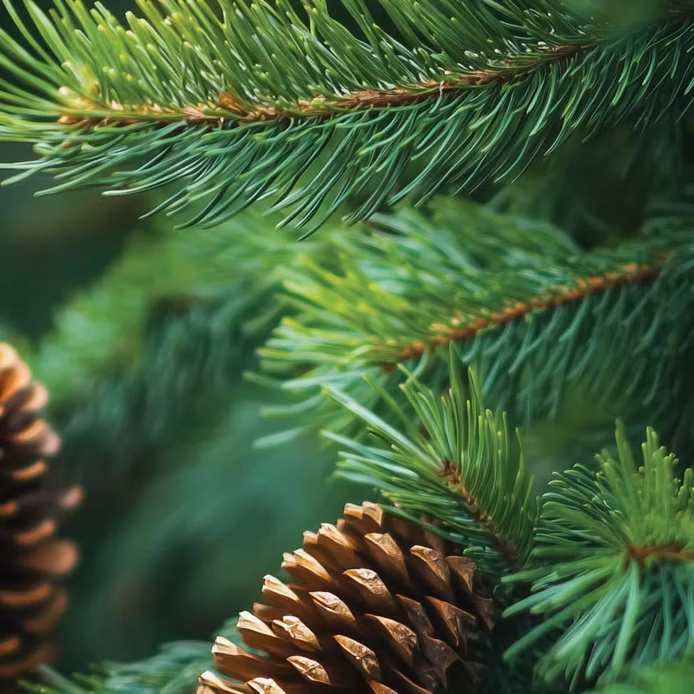 balsam-cedar